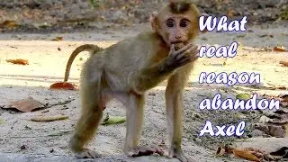 Who know..! What real reason abandon baby monkey Axel-Why owner did like this