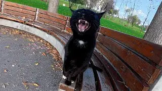 У него самое громкое мяуканье!