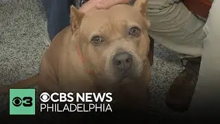 Voorhees Animal Orphanage's tips for pet adoption, and what to know about adopting a pit bull