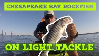 Chesapeake Bay Rockfish on Light Tackle