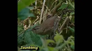 Zaunk&ouml;nig-Warnruf im Reliktwald