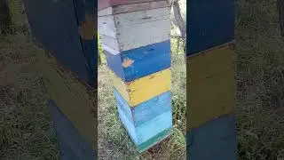 Пасека на кануне откачки мëда...