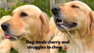 Golden retriever can eat anything | I mean everything | Even cherries