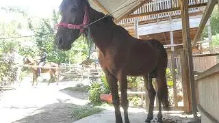 Horse farms say healthy horses regularly clean their stalls