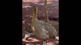 A perdiz &eacute; uma ave tinamiforme da fam&iacute;lia Tinamidae.