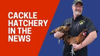 KOLR 10 Television Channel News Report Cackle Hatchery 2012