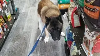 My Akita poops in the store...