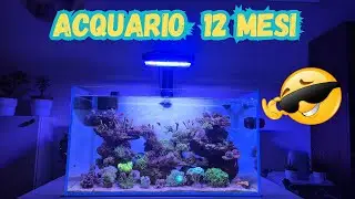 ACQUARIO MARINO 12 MESI DOPO !!!