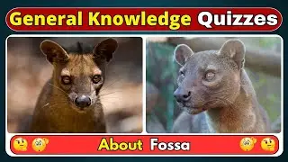 10 Fossa Facts You Never Knew 🧠 Test Your Knowledge Now | Wildlife Trivia | Helian GK Quiz