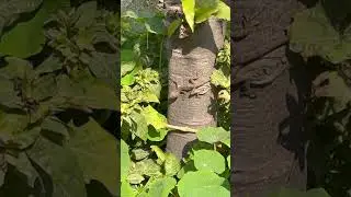 गिरगीट सोच में है🦎#chameleon #girgit #lizard #greenery #greens #plants #reptiles