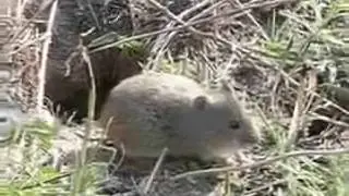 Microtus arvalis asturianus