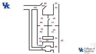 Neonatal Cardiovascular Physiology pt1 - (Dr. Bowe)