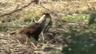 Wonderful Wildlife of Florida