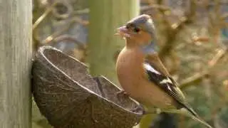 Chaffinch on The  Coconut - Pinson des Arbres