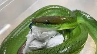 Les couleuvres débarquent en force au ColubriDay 2020 chez Reptiligne le 17 et 18 octobre