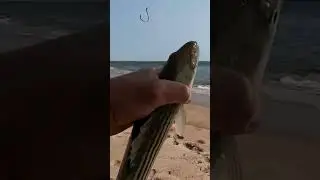 Fishing:  Scoolie Stripers!