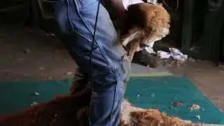 La Tonte des Alpagas de La Ferme Norli