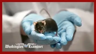 NIH ends funding for studies relying solely on animal testing