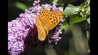 Silver-washed Fritillary  -  Keizersmantel  - Will Schep.