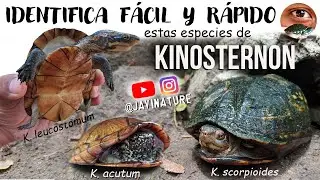 Cómo diferenciar especies de tortugas KINOSTERNON | JAVINATURE