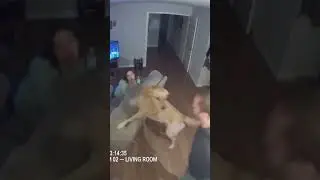 Sweet Golden Retriever TURNS FIERCE to Protect Mom! 🥺❤️
