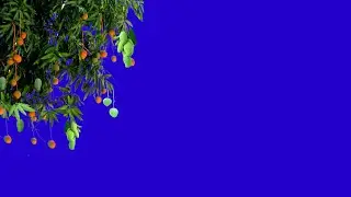 mango tree animation motion background green screen || tree motion template video || whatsapp status