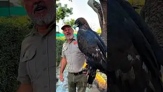 Normal vs Giant Animals🛡👁