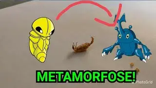 FLAGRA!! METAMORFOSE! PUPA DE TENEBRIO VIRANDO BESOURO! E AINDA, SPOILER DA AULA DE INSETOS!