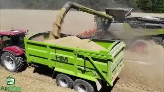 Claas Lexion 8900 Harvesting Wheat