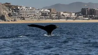 Whale watching in Cabo Mexico 