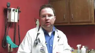 Kitten Care : Taking Care of Nursing Cats