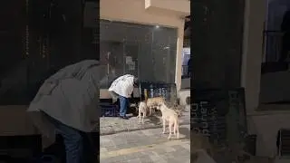 ठंड में बेचारें बच्चे प्रेसान ह 🙏🏻#emostional #cow #doglove #dogshorts #viralvideo