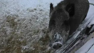 Один в заброшенной деревне. Есть только я и кабаны, а другой мир где-то там.