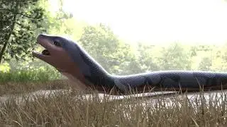 Snake Vore #vore #voreanimation