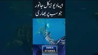 ایسا دیوہیکل جانور جو سب پر بھاری.#LargestCreature #WildlifeFacts #AnimalKingdom