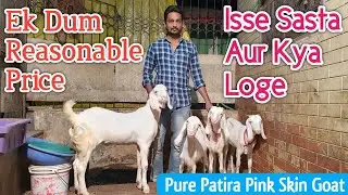 Reasonable Price Mein Pure Patira Goat | Patira Female Available In Bhiwandi |@Rizwankranti