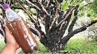 Esse adubo faz sua Jabuticaba explodir de tantos frutos (o ano todo)