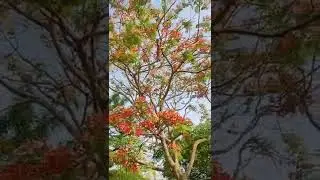 Beautiful Orange Flower Tree 🌳 #shorts