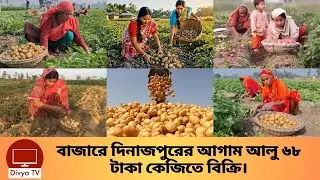 মৌসুমের শুরুতে দিনাজপুরের মাঠ থেকে আলু সংগ্রহ। Early Potatoes In Dinajpur | Divya Tv |
