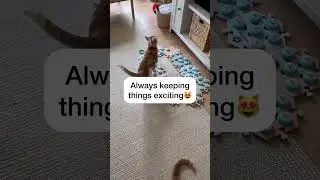 Russell loves his puzzles 🧩 #catmanjohn #theycantalk #hunger4words #russellthecat