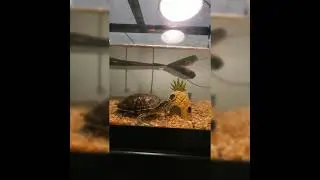 John The #Turtle Thought He Got A Twin #shorts