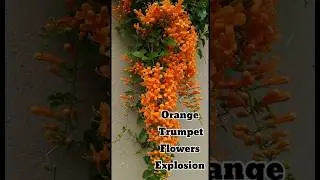 Fiery Orange Trumpet Creeper in Full Bloom #shortvideo #shorts