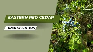 Eastern Red Cedar ID