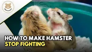 How To Make Hamsters Stop Fighting / Cara-Cara Agar Hamster Tidak Berkelahi