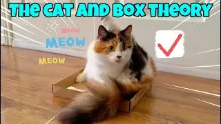 The Cat And Box Theory 🐈📦