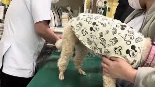 ①難治性特発性てんかん、脳神経疾患、小肝症、肝機能低下症、両眼瞼形成不全、歯石症、2歳11ヵ月齢、トイプードルのイチゴちゃんの問診
