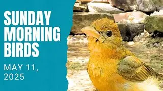 Spring Warblers, Tanagers, and a Zoomy Thrasher!