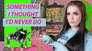 [[Bitty Cole Vlogs]] My Jumping Spiders