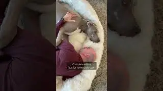 Introducing the PupCloud&trade; Human-Size Faux Fur Memory Foam Dog Bed! 🐾🛏️🤗