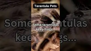 Tarantulas Have Pets 🤯 #animalfacts #animals #facts #spider #tarantula